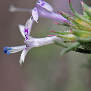 Ipomopsis multiflora, Manyflowered Ipomopsis Gilia